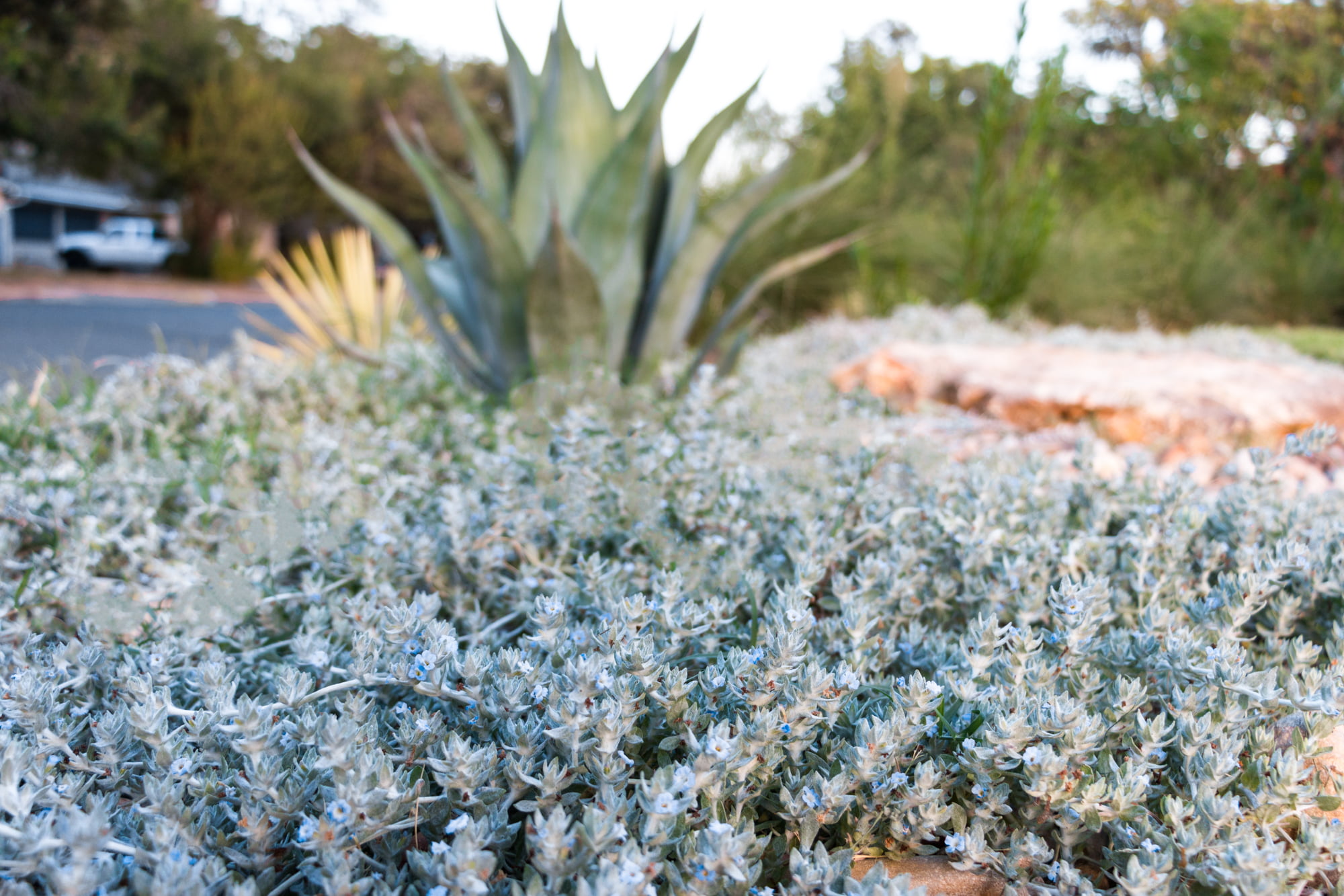 5 Easy steps to prep your landscape for winter